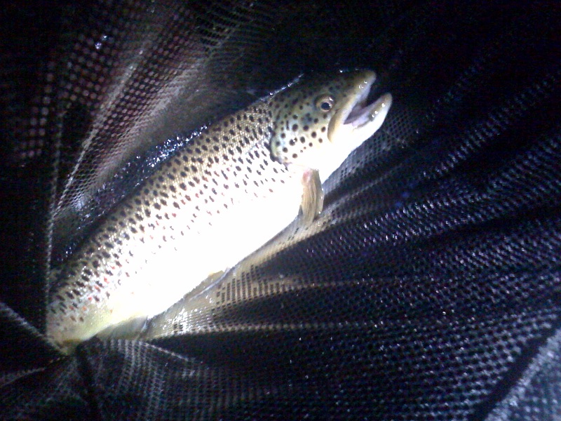 brown-trout1