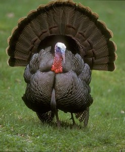 witu_wild_turkey3_rsz_pgc