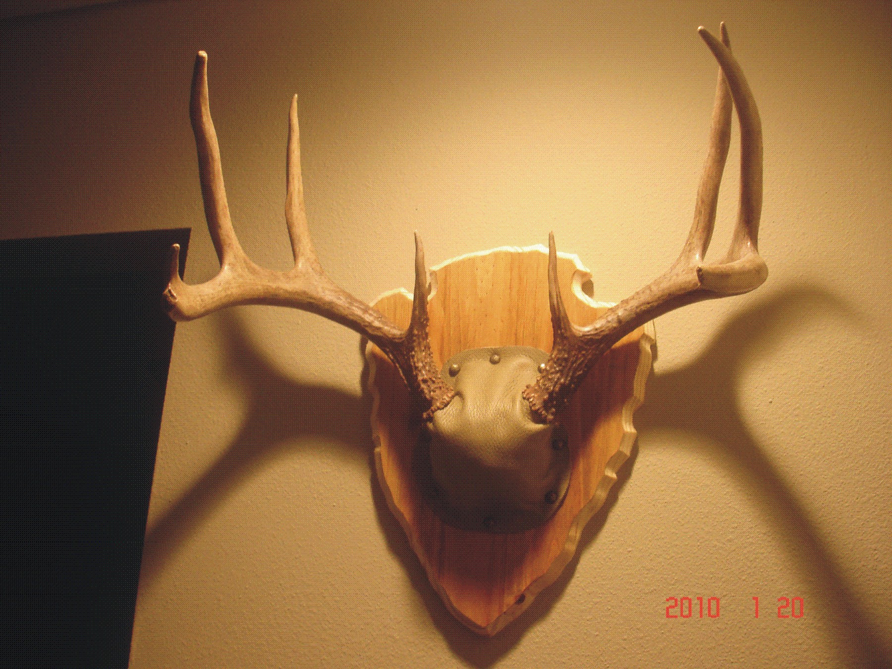 antler-plaque-do-it-yourself-hunter-by-design