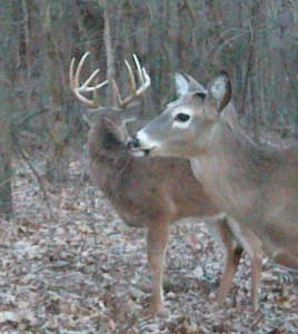 Hit List Buck