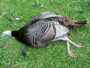 My Pretty Bird - 22lbs - 10" Beard - 1" Spurs