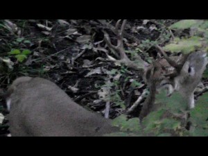 Young Deer with Awesome Characteristics!